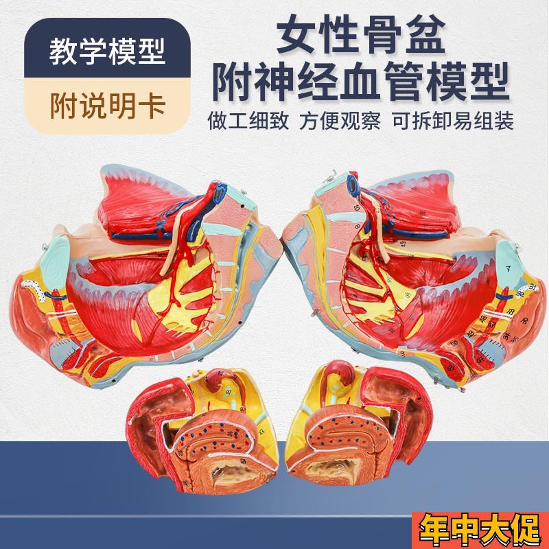女性骨盆模型盆底肌带生殖器血管神经肌肉子宫人体解剖教学医学