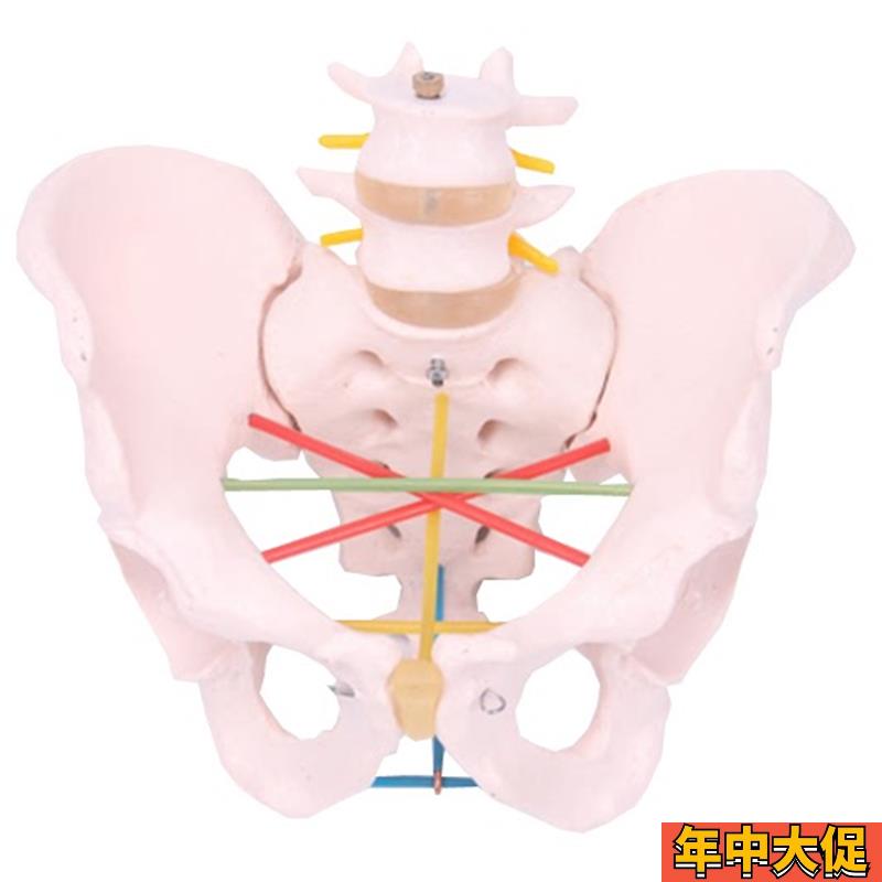 骨盆测量示教模型 女性骨盆测量模型 骨盆教学模型