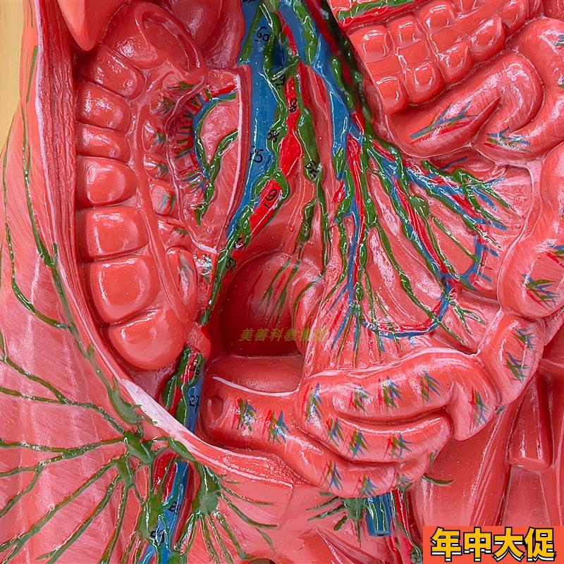 医学人体淋巴系统解剖模型免疫系统胸腔外科心脏消化器官演示教具