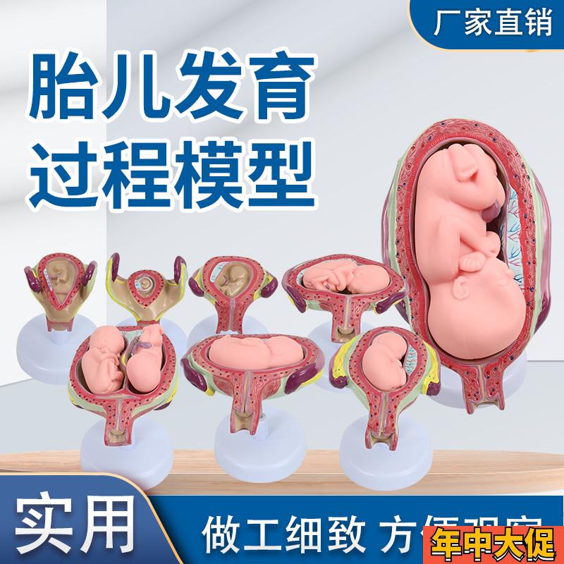 8件妊娠胚胎发育过程 胎儿形成发育过程模型 计划生育展示胎儿