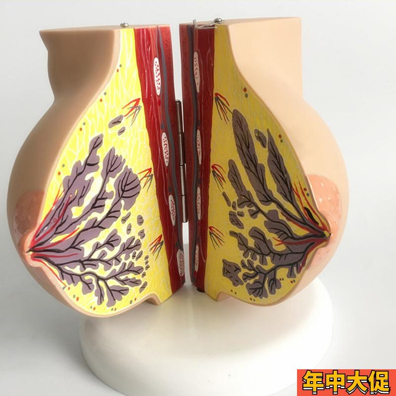 静止期乳房模型 人体1:1乳房模型解剖女性生殖科普教育医院教学用