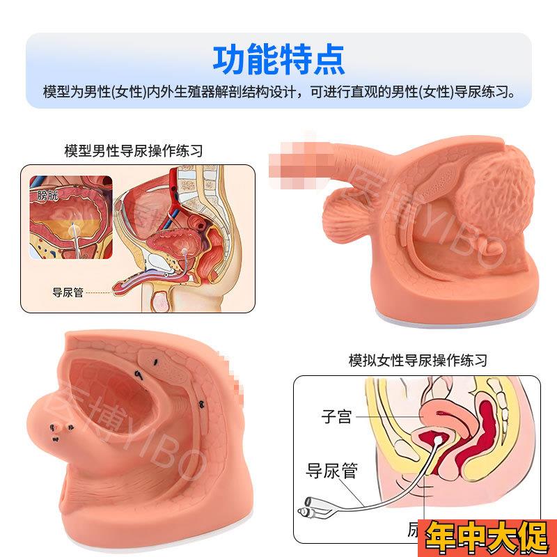 医博BIX-H5D/6D 男女性内外生殖及导尿模型  男性生殖器解刨模型