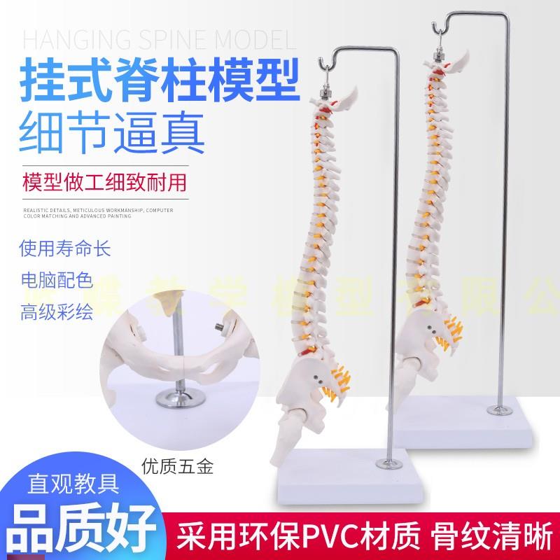 人体脊柱模型人体骨骼模型脊椎45CM带颈N椎胸椎尾椎椎骨骨盆模