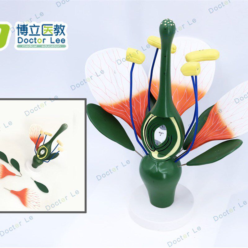 桃花模型 典型双子叶花构造 绿色植物花蕊 生物教Z学试验展示