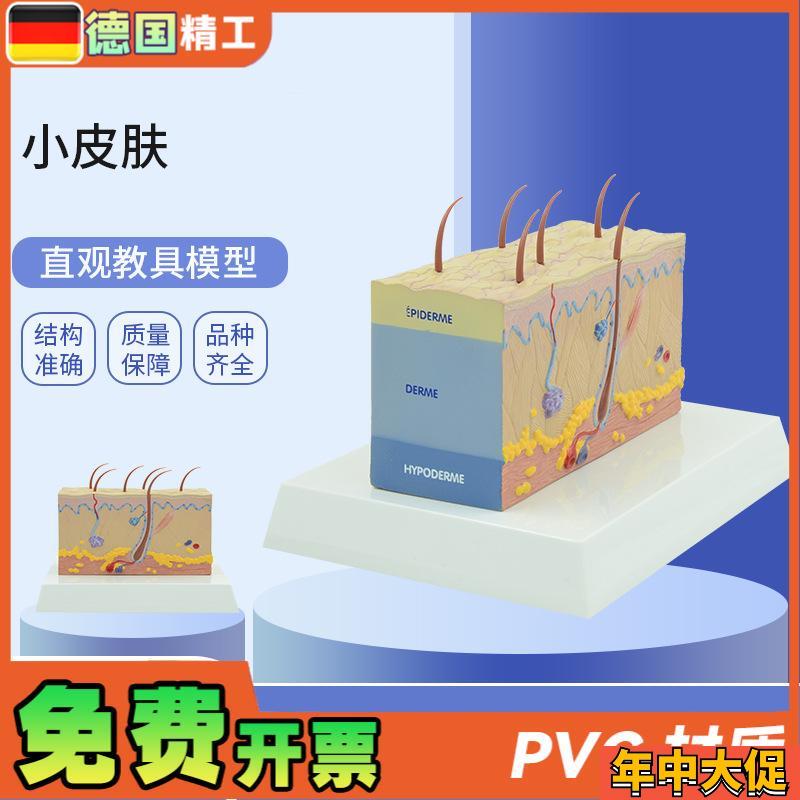 德国】PNT-0557小皮肤模型 放大皮肤结构解剖模型组织层次皮肤构
