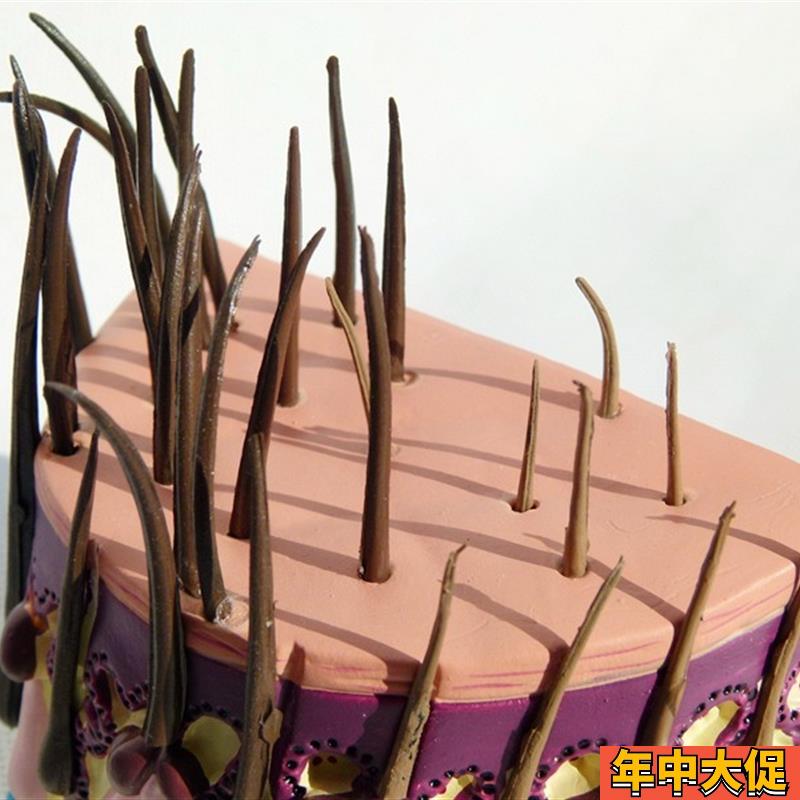 毛发成长过程 毛囊放大 头发 皮肤放大 皮肤解剖 人体解剖模型