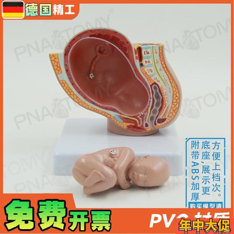 德国】小型女盆腔妊娠胚胎发育解剖模型妇产科 计生展示子宫标本