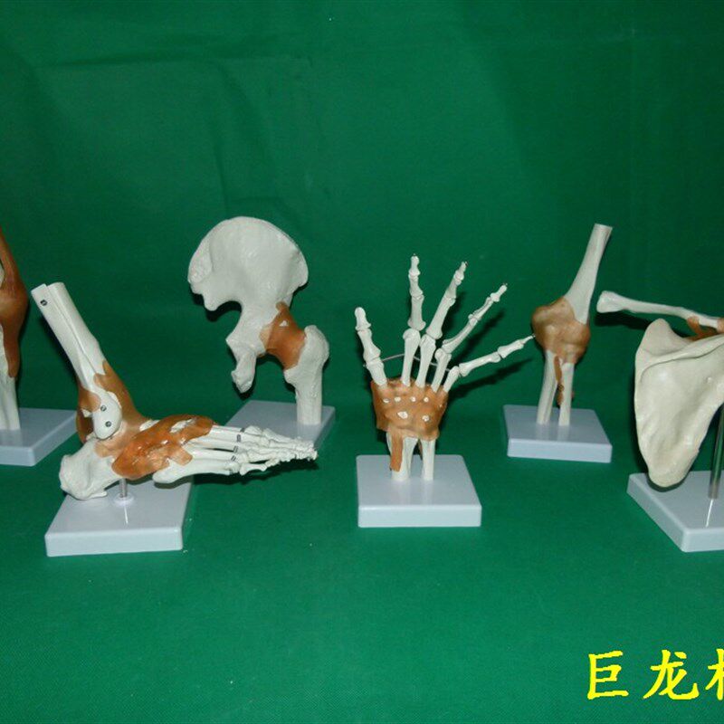 一比一人体六大关节骨骼 骷髅 骨F架 教学模型肩肘髋足手膝