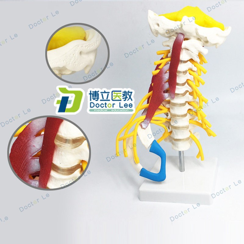 人体颈椎模型颈椎肌肉神经模型人体骨骼标本O模型动脉椎间盘后枕