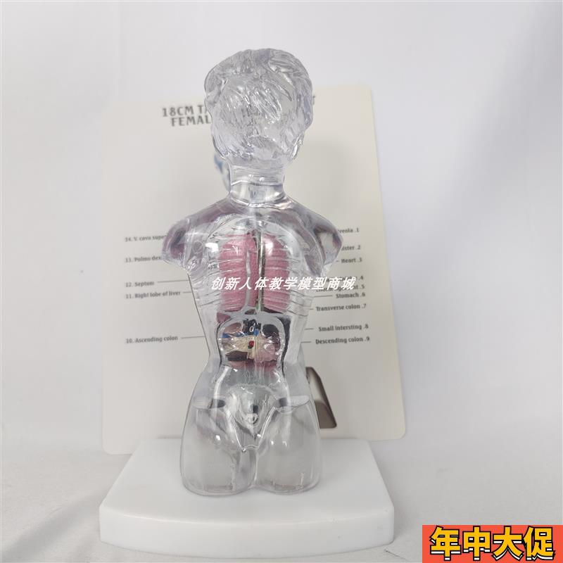 18cm13件人体透明躯干解剖模型内脏器官拆解演示可拆玩具医用教具