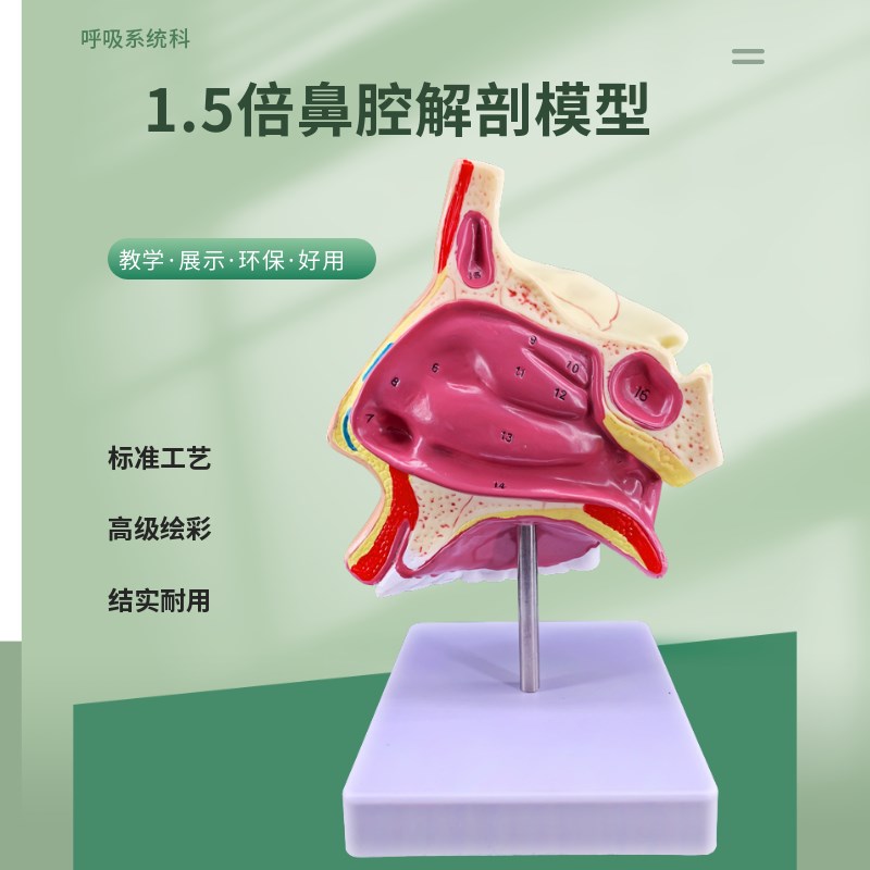 人体鼻腔解剖模型 教学模型 A鼻子模型 五官科医用模型 耳鼻喉