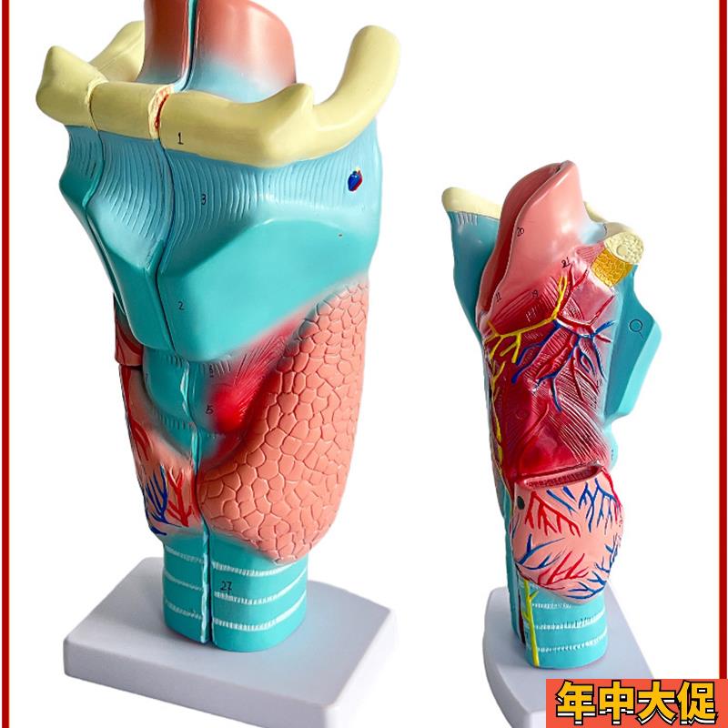 喉咙解剖咽喉模型 2倍放大标本喉部血管甲状腺喉结头医院教学模型