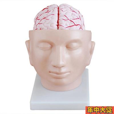人体头部解剖附脑和动脉模型医学示教标本颅脑教学模具