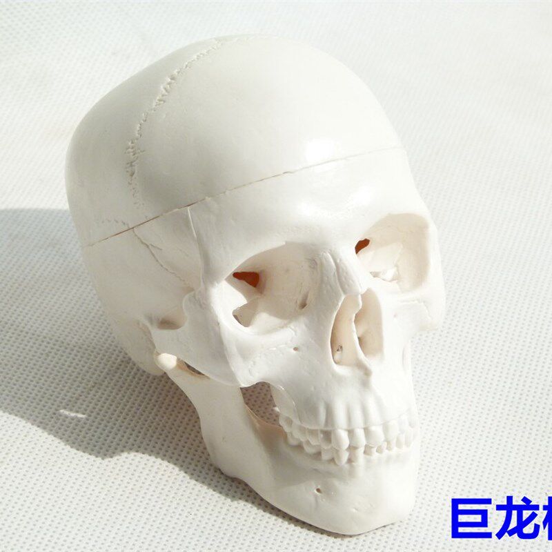 头骨模型 头j颅骨 人体骷髅头 工艺摆饰 素描绘画