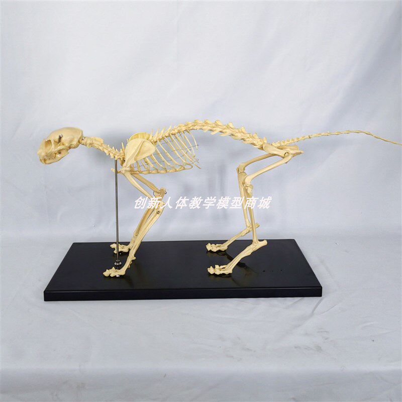 猫全身骨骼模型高仿真猫骨骼标本动物骨架带底座宠物医.院兽医用