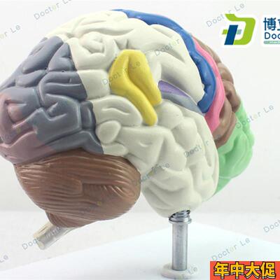 大脑动脉模型脑解剖模型大脑模型脑干脑结构模型神经科脑室脑半球