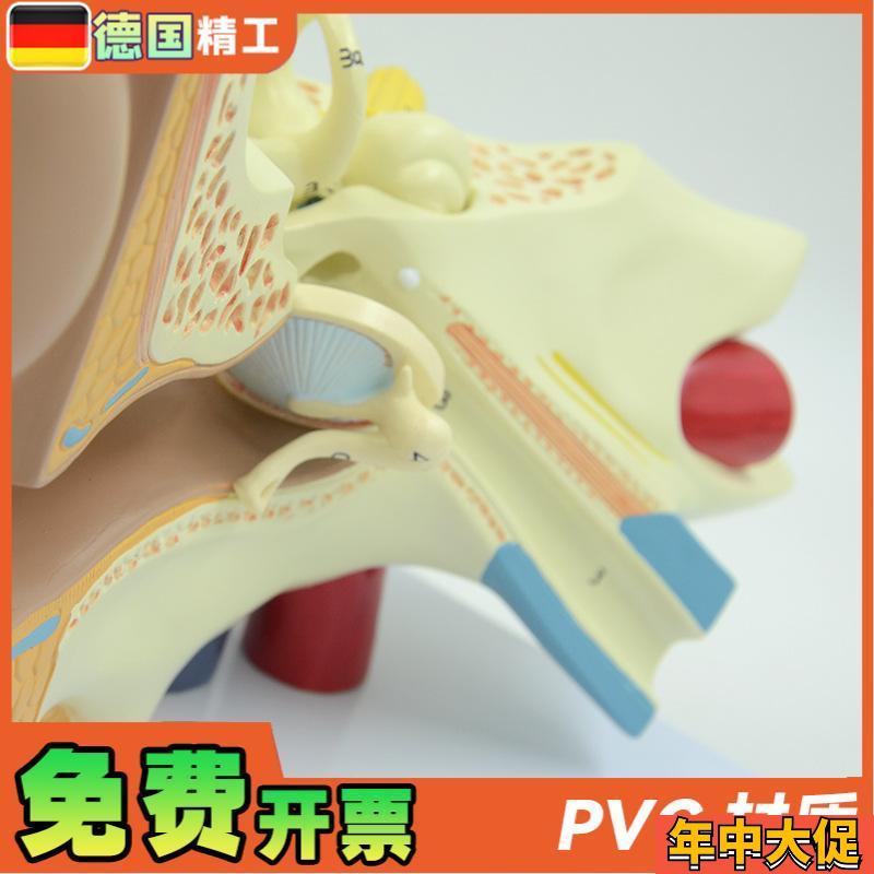 德国】耳朵模型内耳迷路耳廓耳解剖科技馆展示 放大生命馆展品