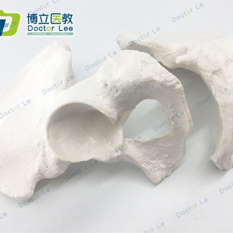 人体骨骼散骨模型骨架标本模型美术医学艺用疼V痛骨科髋骨模型