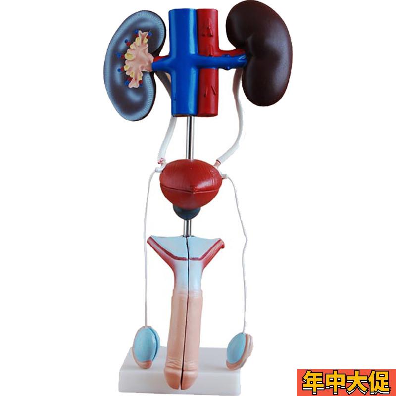 泌尿生殖系统模型男性女性肾脏解剖模具膀胱输尿管结构造医学教学