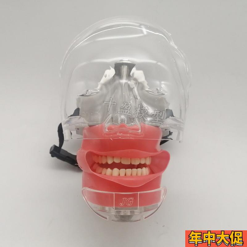 牙科口腔教学仿真模型简易头模树脂根管牙齿牙粒备牙正畸修复牙模