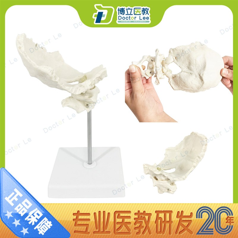 枕骨带寰椎枢椎模型 可活动枕骨模型D 颈椎模型 骨骼标本 仿真正