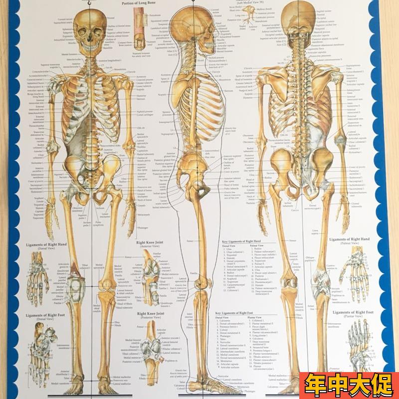 人体肌肉骨骼 结构解剖图大挂图医用人体肌肉解剖示意挂图 英文版