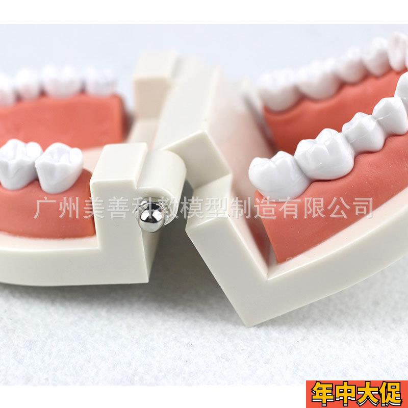 牙齿模型教学模型牙科材料口腔材料假牙模型口腔模型儿童幼儿园