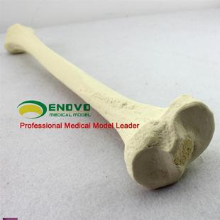 ENOVO颐诺仿真胫骨模型小腿长骨骨科术前Sawbone人工合成H骨模型