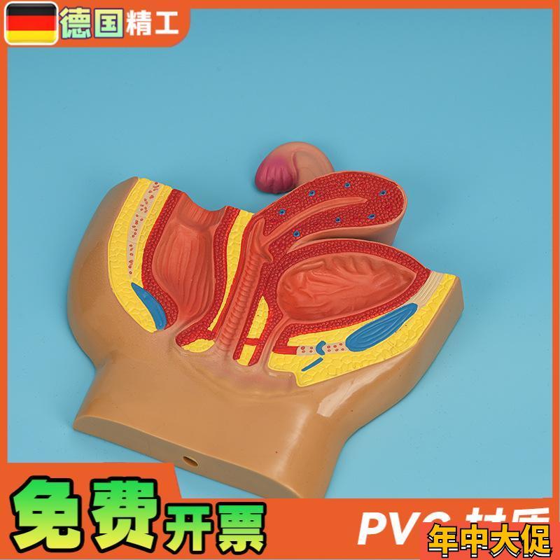 德国】PNT-05801 桌面女盆腔模型 女性盆腔矢状切教学仿真女盆腔