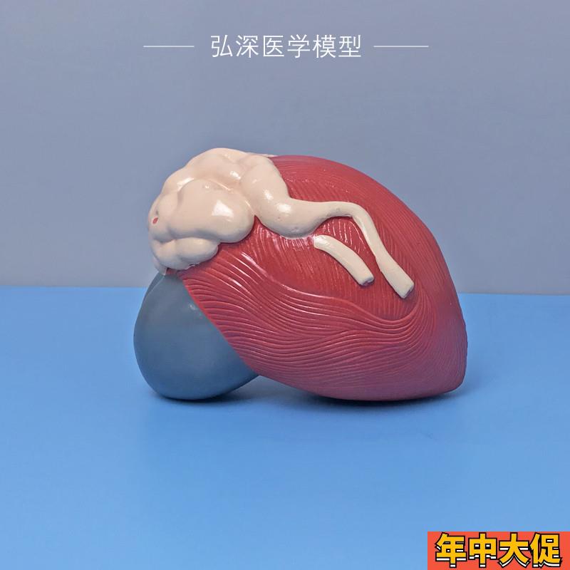 膀胱放大模型人体男性前列腺3倍泌尿生殖系统结构造教学医学模具