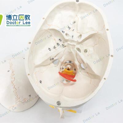 头骨附脑模型 人体头颅骨 大脑模型 神经科颅脑解剖 骨缝线头骨