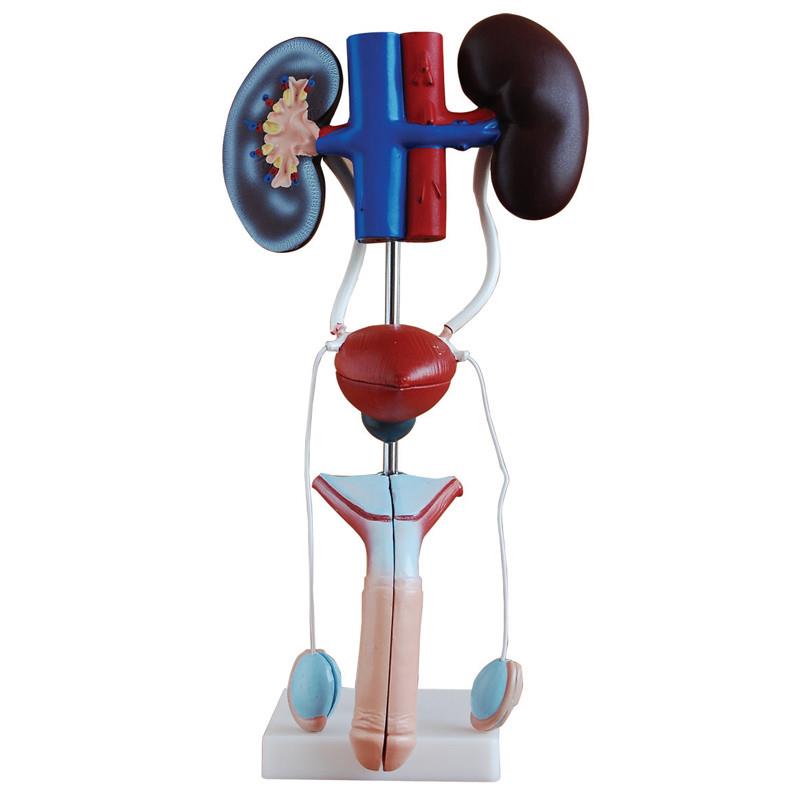 人体泌尿生殖系统模型男性女性肾脏解剖膀胱输尿管结构造医学教学