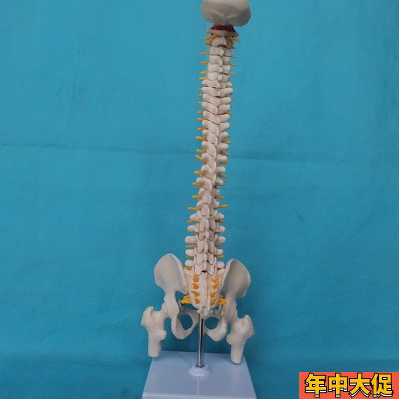 中型人体脊柱脊椎模型骨骼骨架医用教学讲解展示