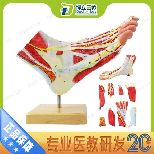 医用人体脚解剖模型脚关节肌肉神经血管韧M带模型手足外科脚模型