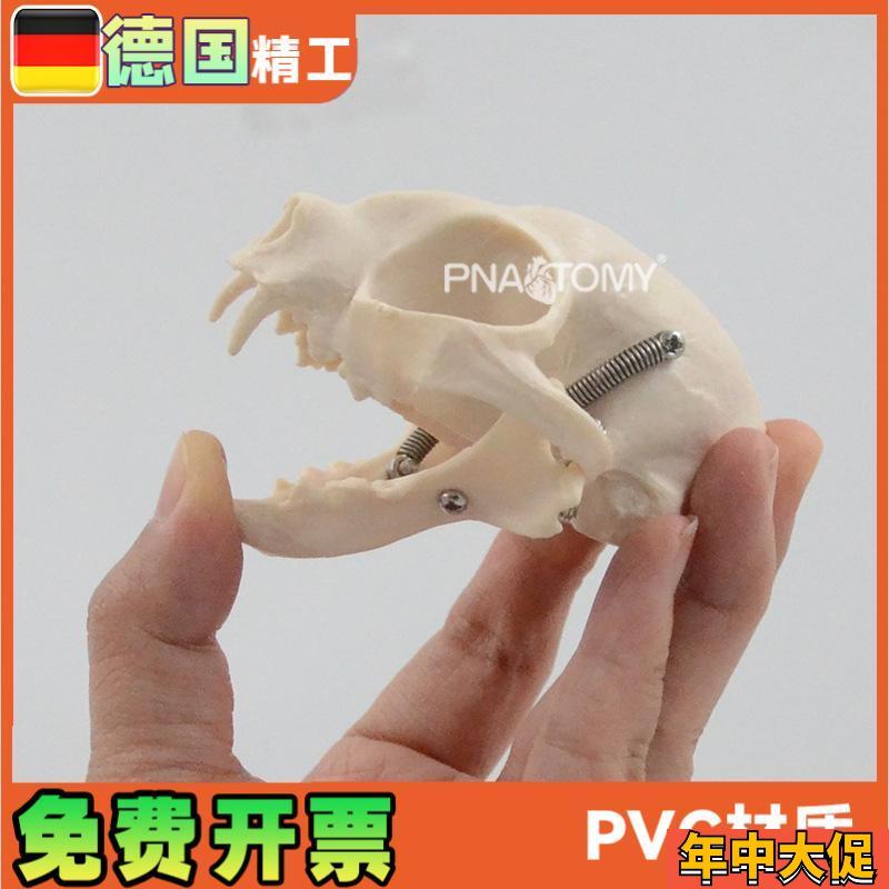 仿真猫咪头骨结构骨骼解剖模型医用宠物医院兽医教学展示教具
