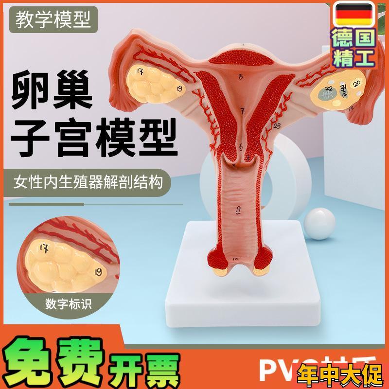 人体子宫模型 教具模具 阴道卵巢 解剖 医学女性仿真女性生殖模器