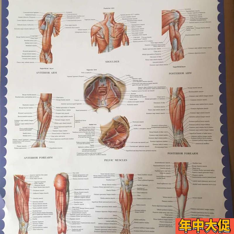 人体肌肉挂图