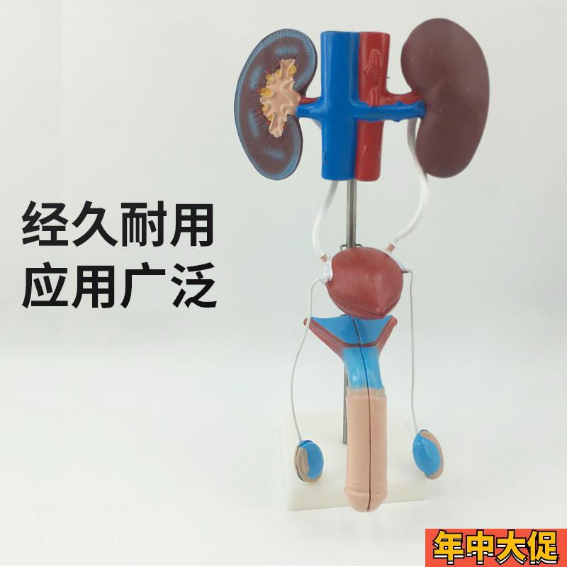 男性女性泌尿生殖系统模型肾脏解剖模具膀胱输尿管结构造立体教学