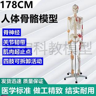 人体骨骼b模型178厘米仿真关节韧带肌肉四肢活动医用美术瑜伽健