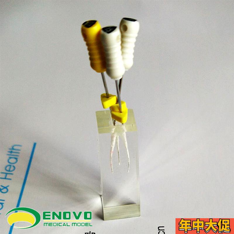 ENOVO颐诺牙体牙髓教学实践模型根管练习预备充填练习RCT口外操作