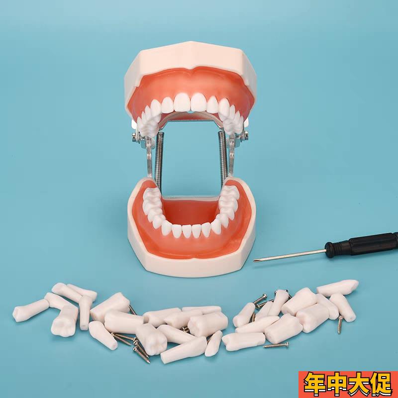 备牙模型仿真牙科展示磨牙技能考试离体树脂口腔幼儿练习厂家特惠