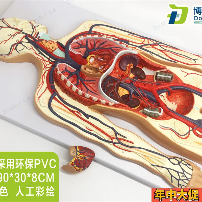 专业教学人体血液循环系统模型体肺循环心血管介入心脏解剖模型
