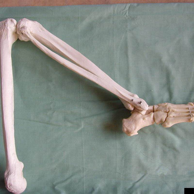 自然大下肢大腿骨脚掌模型脚骨脚模型带胫腓骨和股骨关节模
