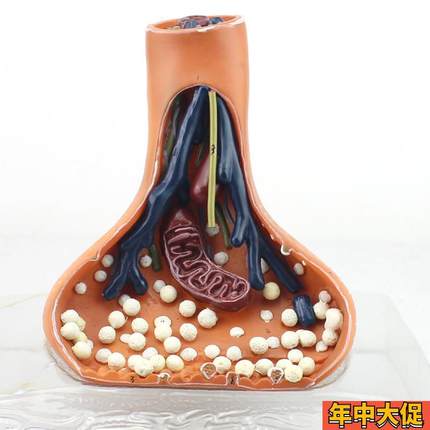 颐诺正品神经突触模型化学突触synapse医用人体神经系统解剖