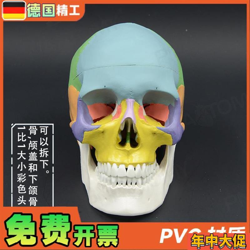彩色头颅骨模型1比1可拆口腔美容整形头骨解剖模型牙科展示骷髅头
