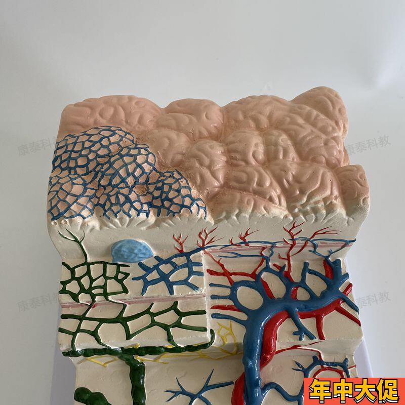 胃粘膜放大模型胃壁层次血管淋巴管胃镜教学消化科医生示教医药促