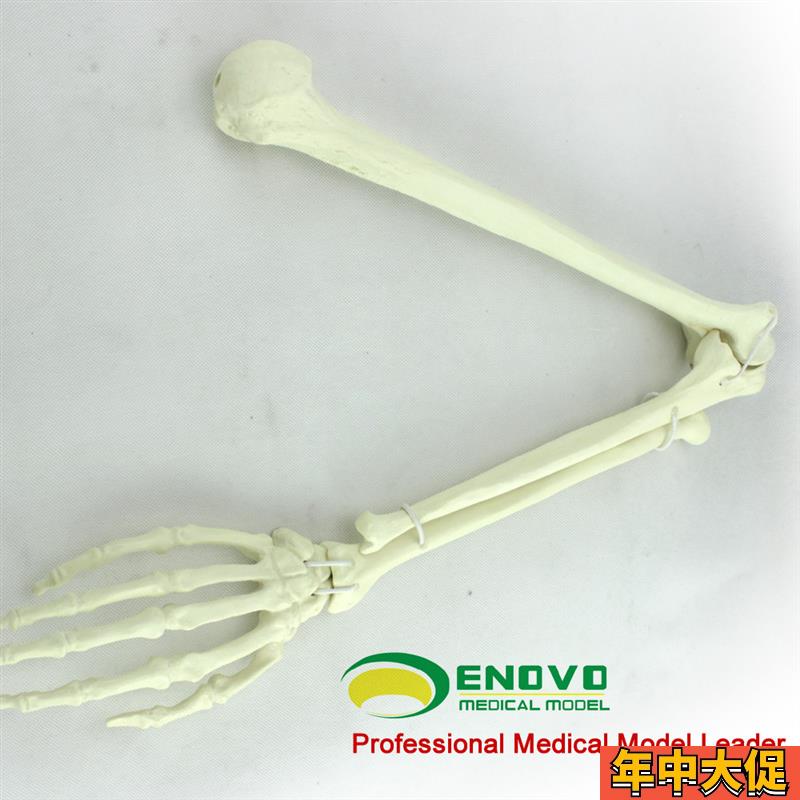ENOVO颐诺骨科手术摸拟上肢仿真骨模型  人工皮质骨松质骨骨科钉