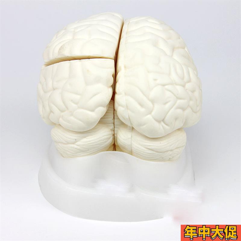 厂家正品 脑解剖模型医学人体大脑脑干间小脑模型神经科系统模型