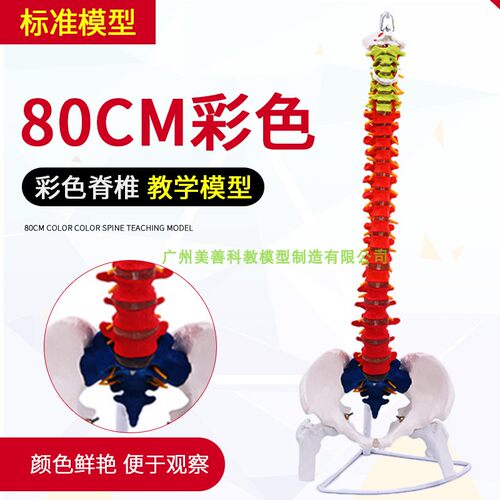 1:1人体脊f椎解剖模型 脊柱模型 80CM彩色脊柱附椎间盘神经模型