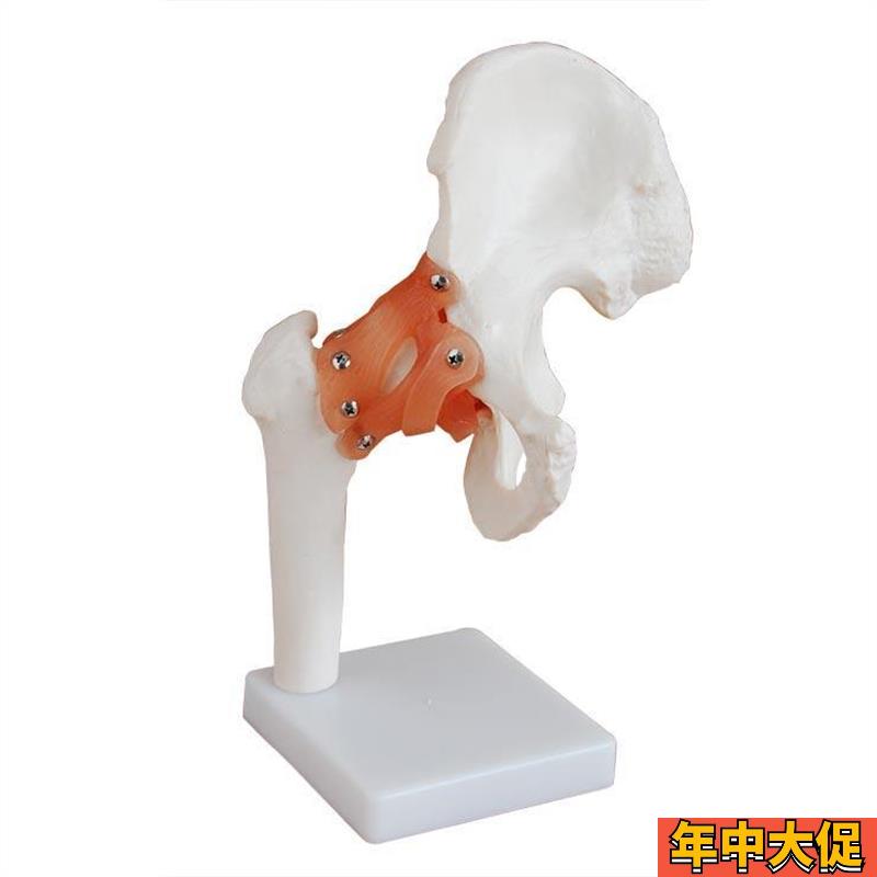 厂家直销 自然大髋关节模型带韧带 人体骨骼髋关节模型